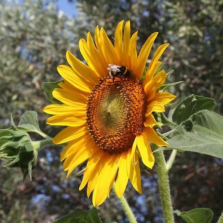 Sunflower Сплит Екстериор снимка