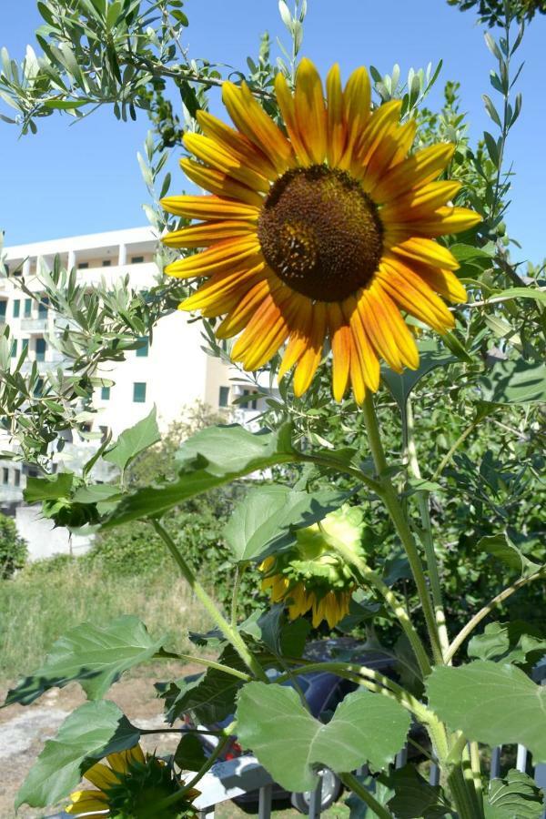 Sunflower Сплит Екстериор снимка